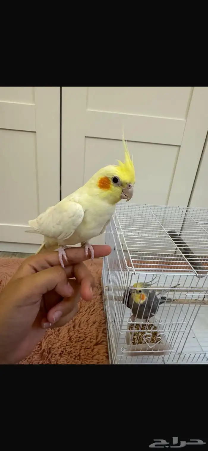 جوز كروان 5