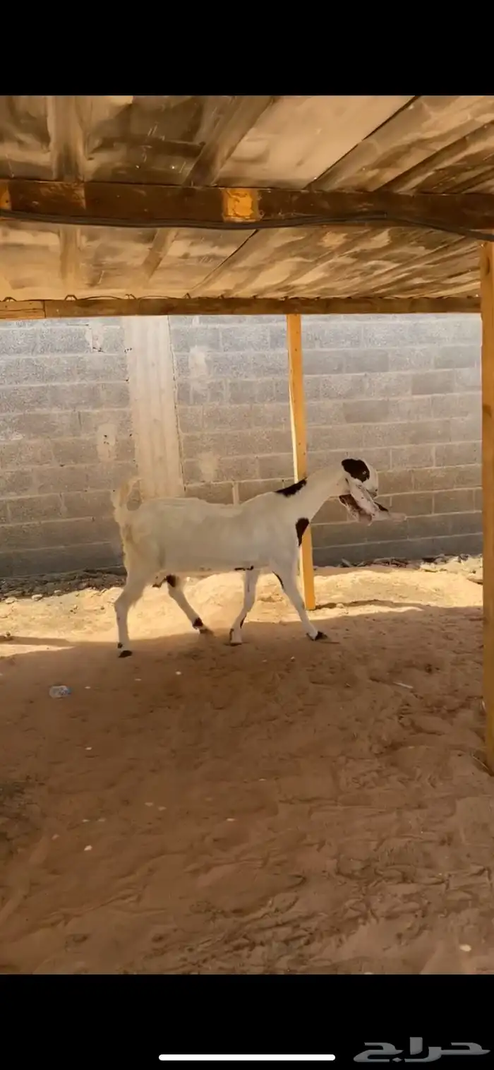 عنز مطوره فاخره 0
