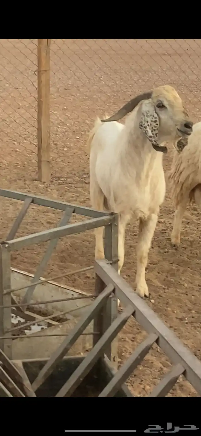 تيس فحل بيشي 4