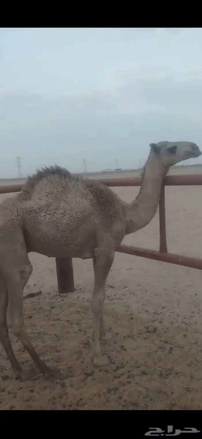 ابل مواشي 0