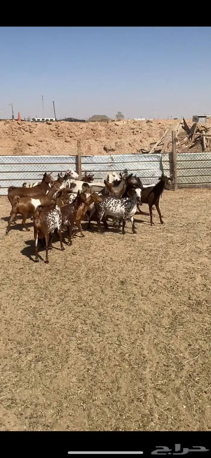 معزا جنوبيات وعمانيات 3