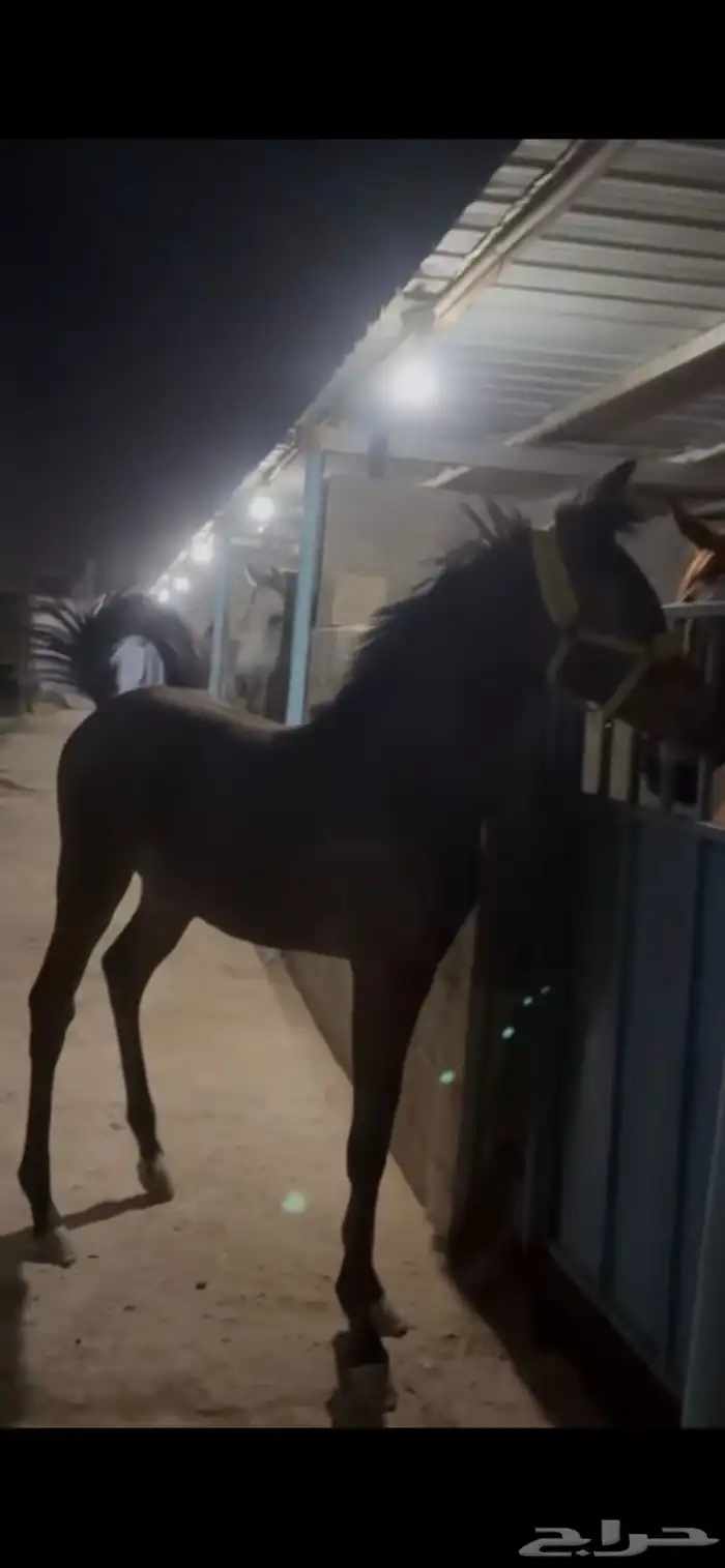 مهره للبيع 1