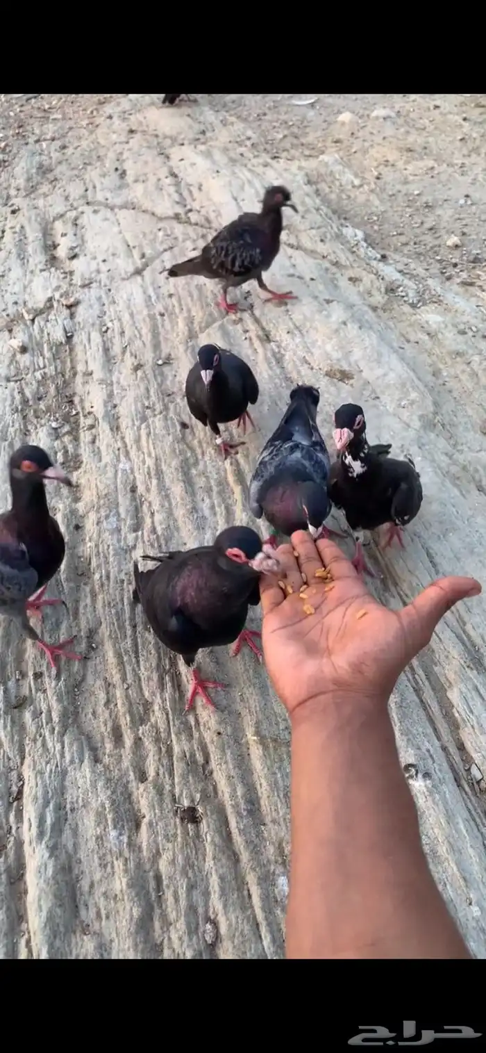 حمام يهودي 1