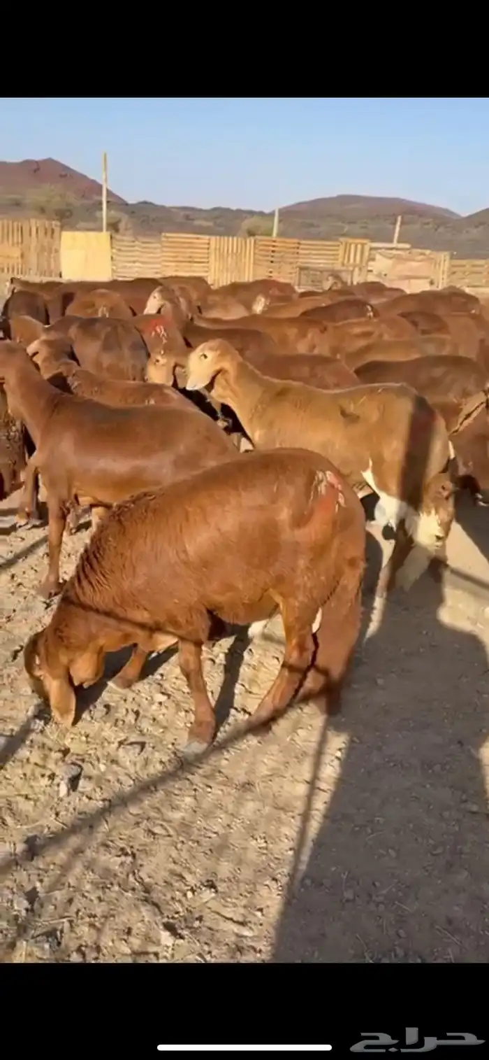 طليان سواكن للبيع 2
