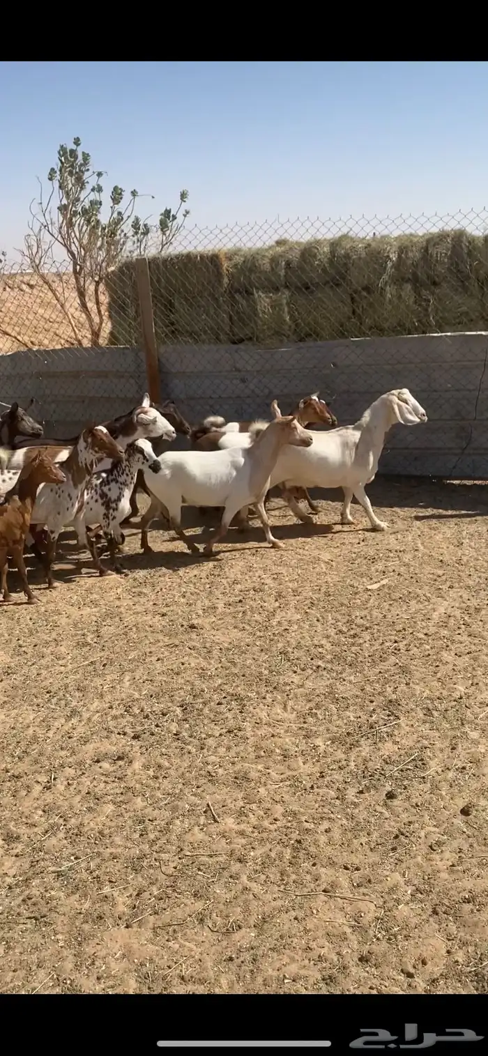 معزا جنوبيات وعمانيات 2