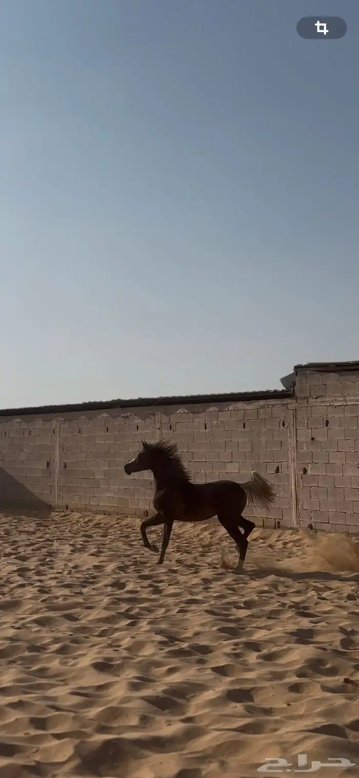 مهره فاخره 3