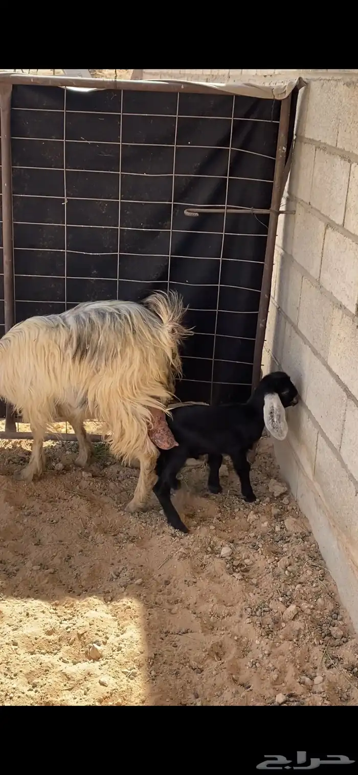 عنز حليب ومعه تيس 0