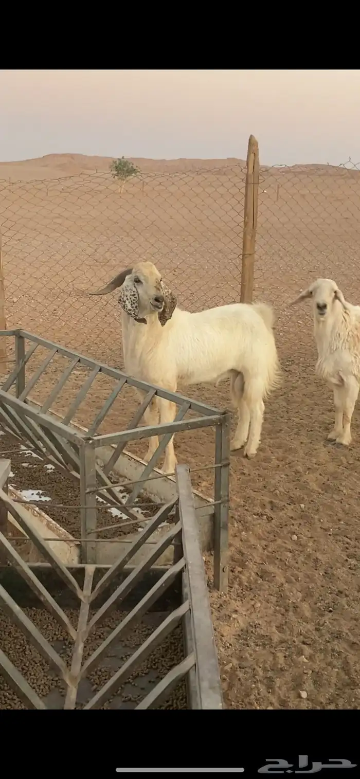 تيس فحل بيشي 1