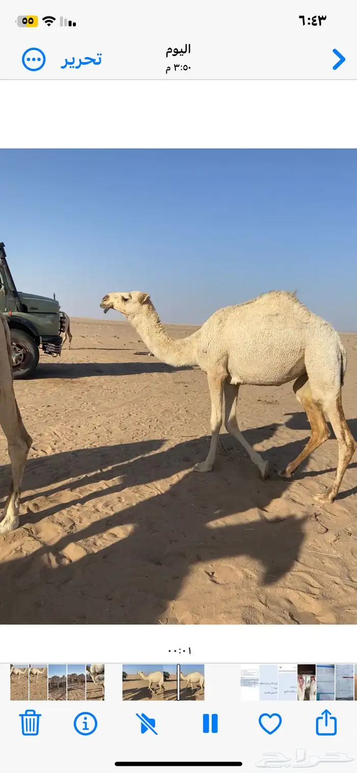 بكره عمرها حقه 1