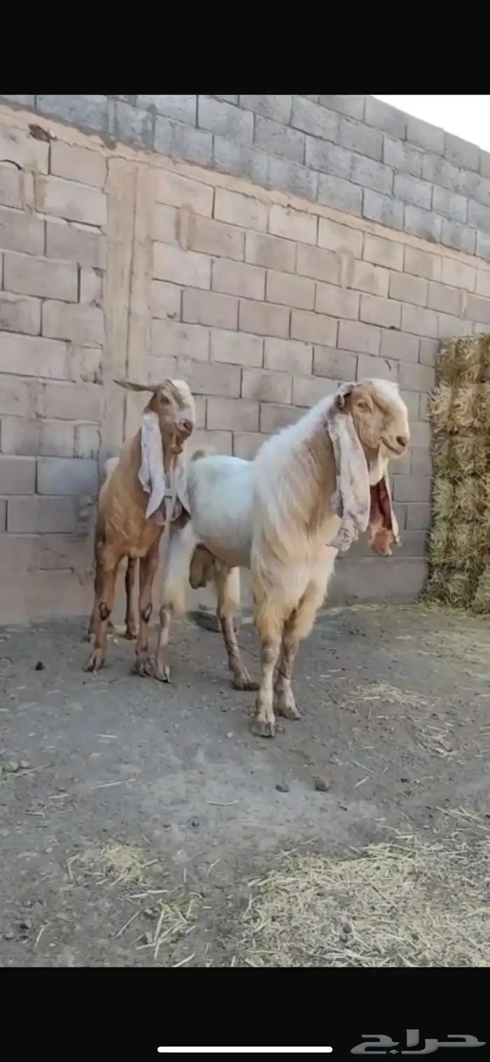 تيوس فحول للبيع 0