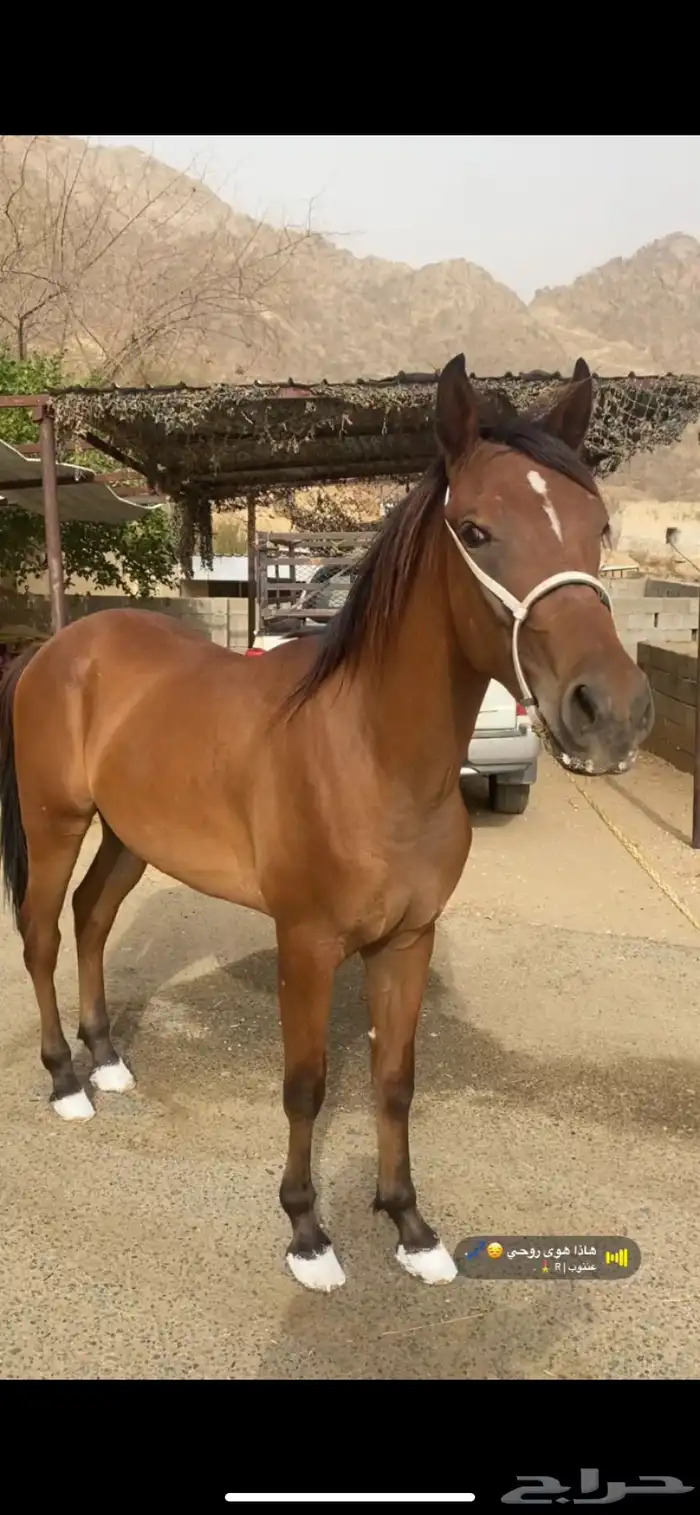خيل شعبي 1
