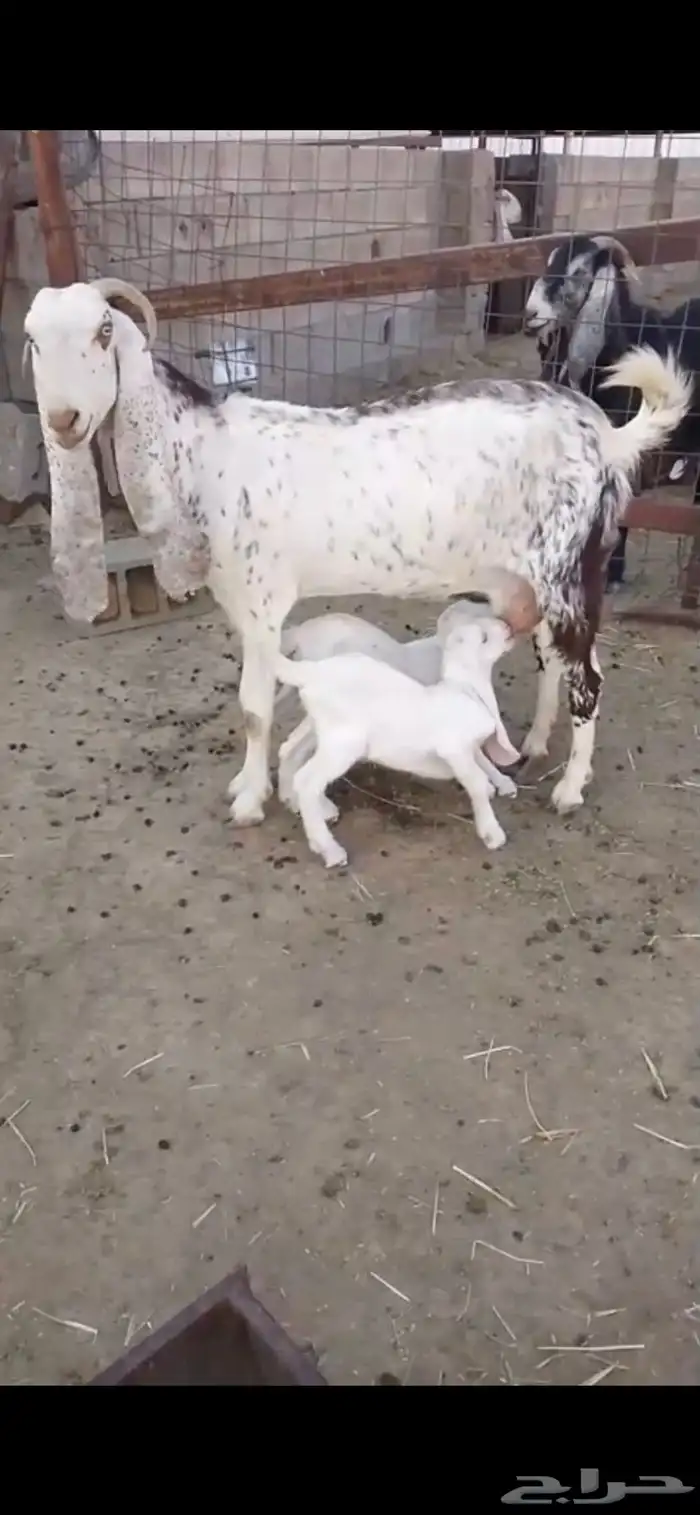 معزا متاومه 0
