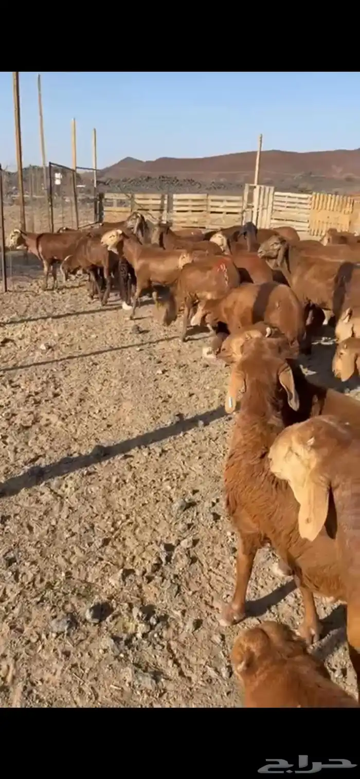طليان سواكن للبيع 1