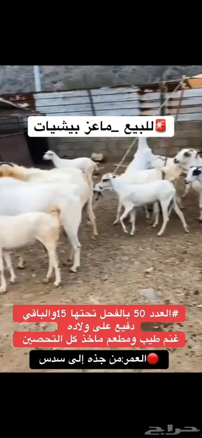 للبيع ماعز 4