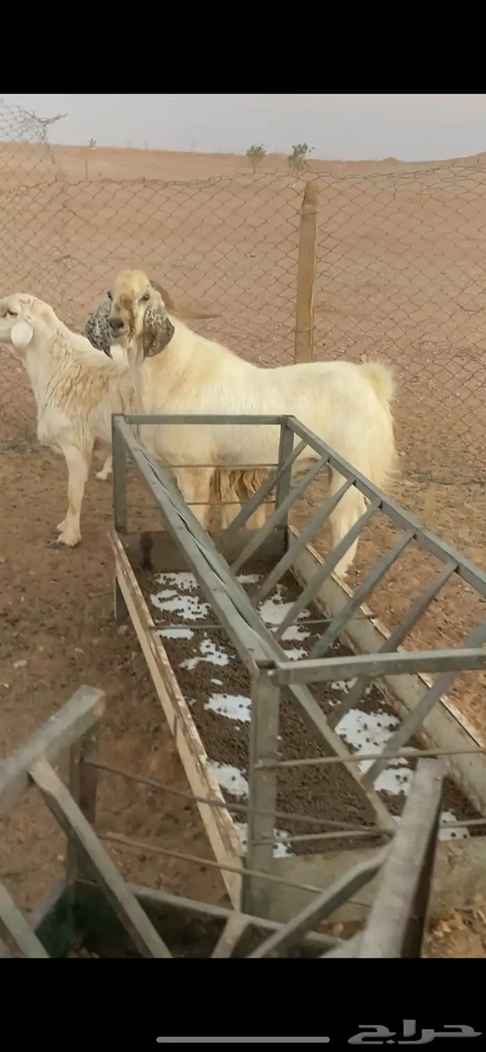 تيس فحل بيشي 0