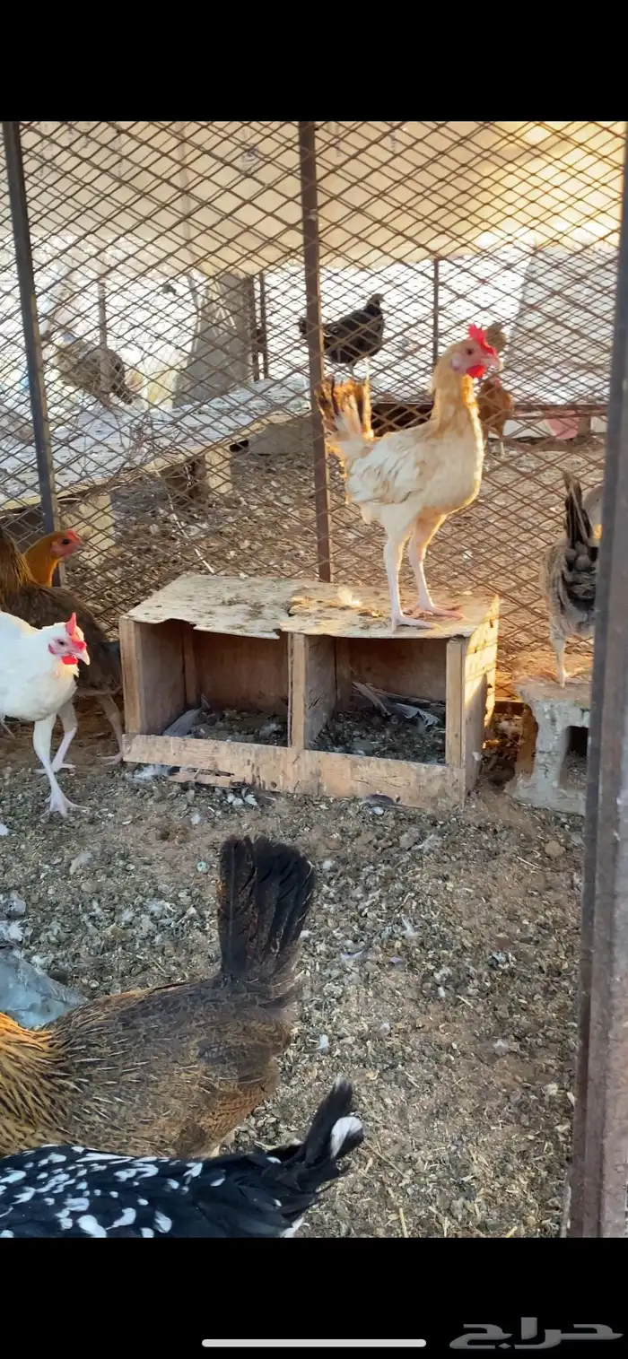 دجاج بلدي 3