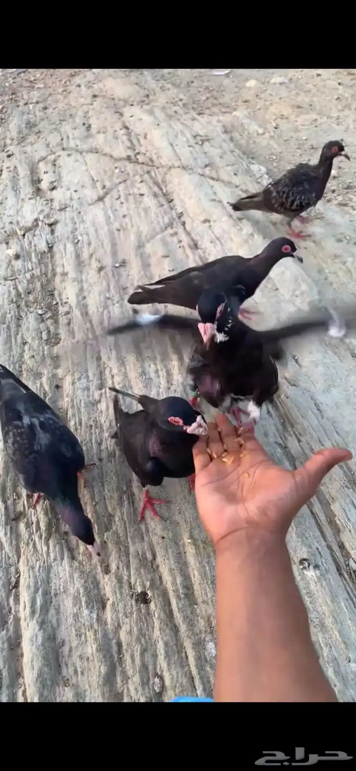 حمام يهودي 2