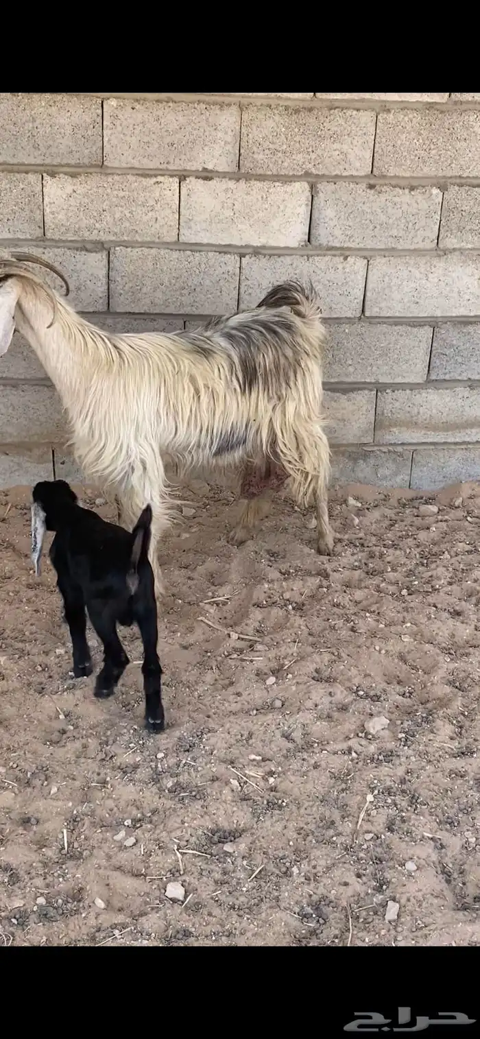 عنز حليب ومعه تيس 1