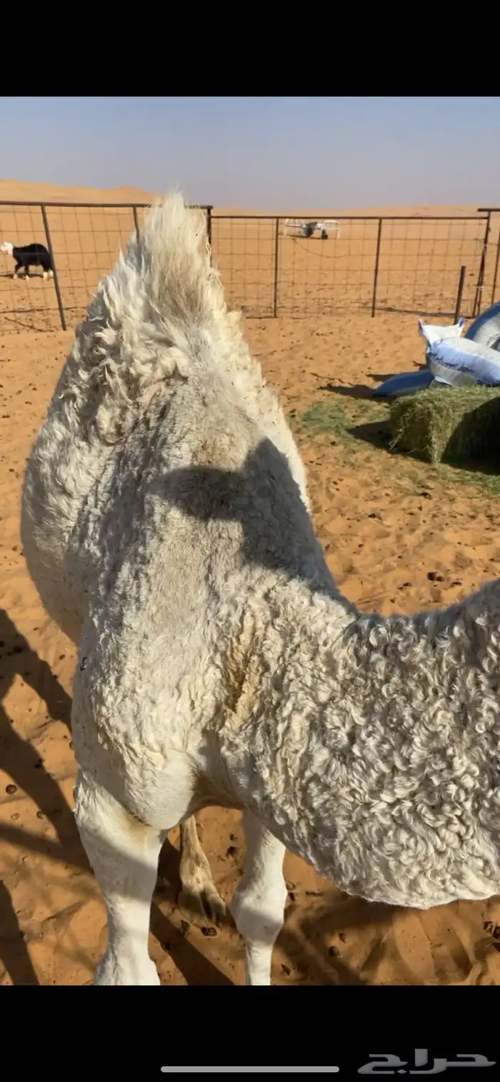 للبيع بكره 0