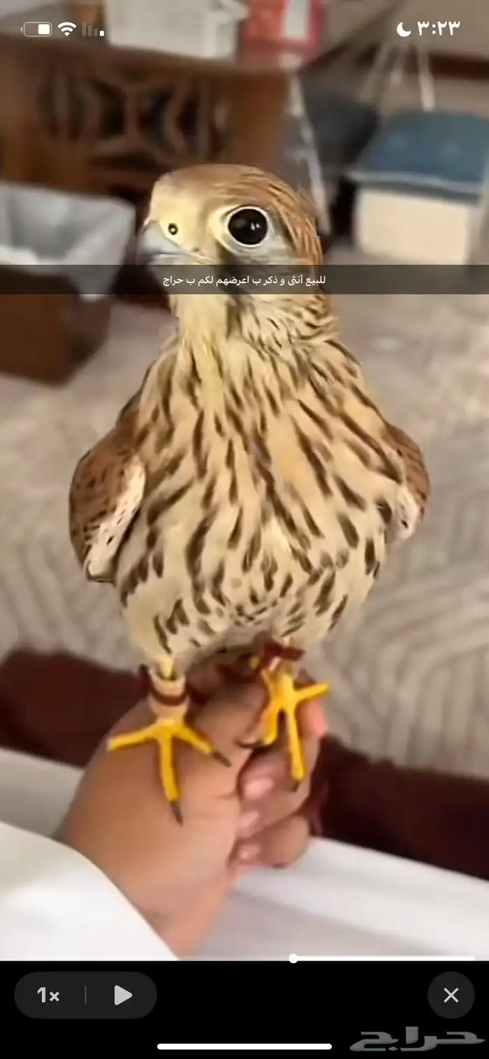 باشق 0