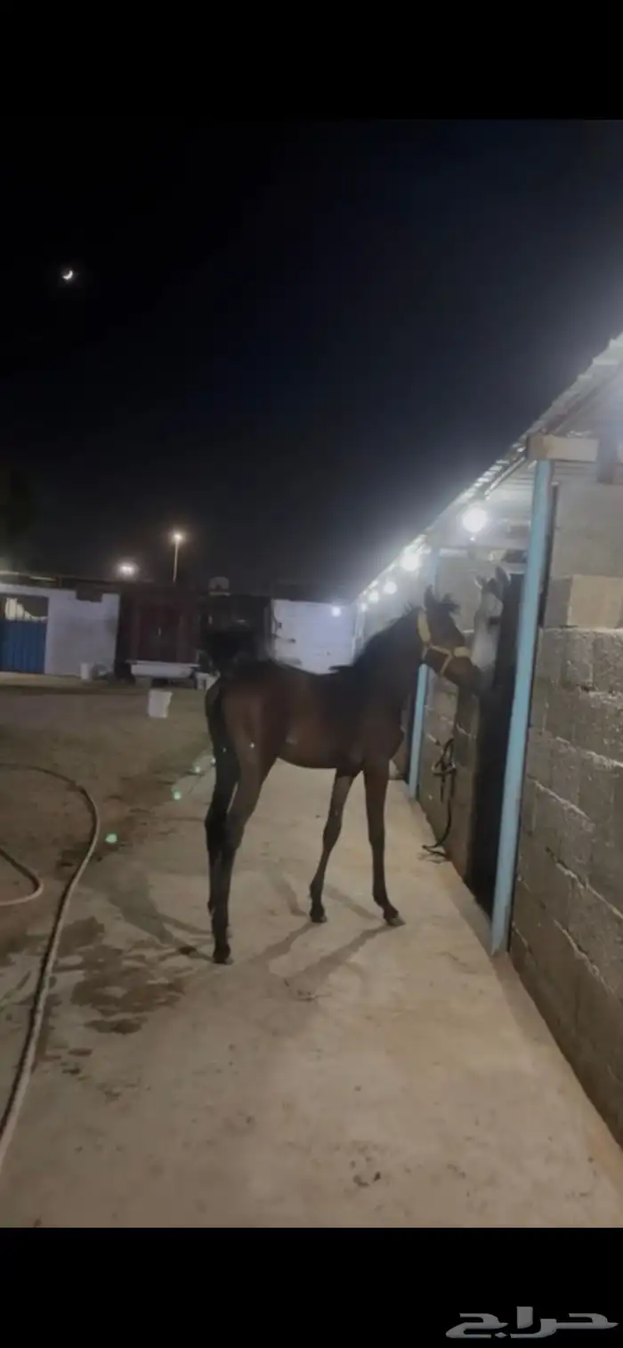 مهره للبيع 0