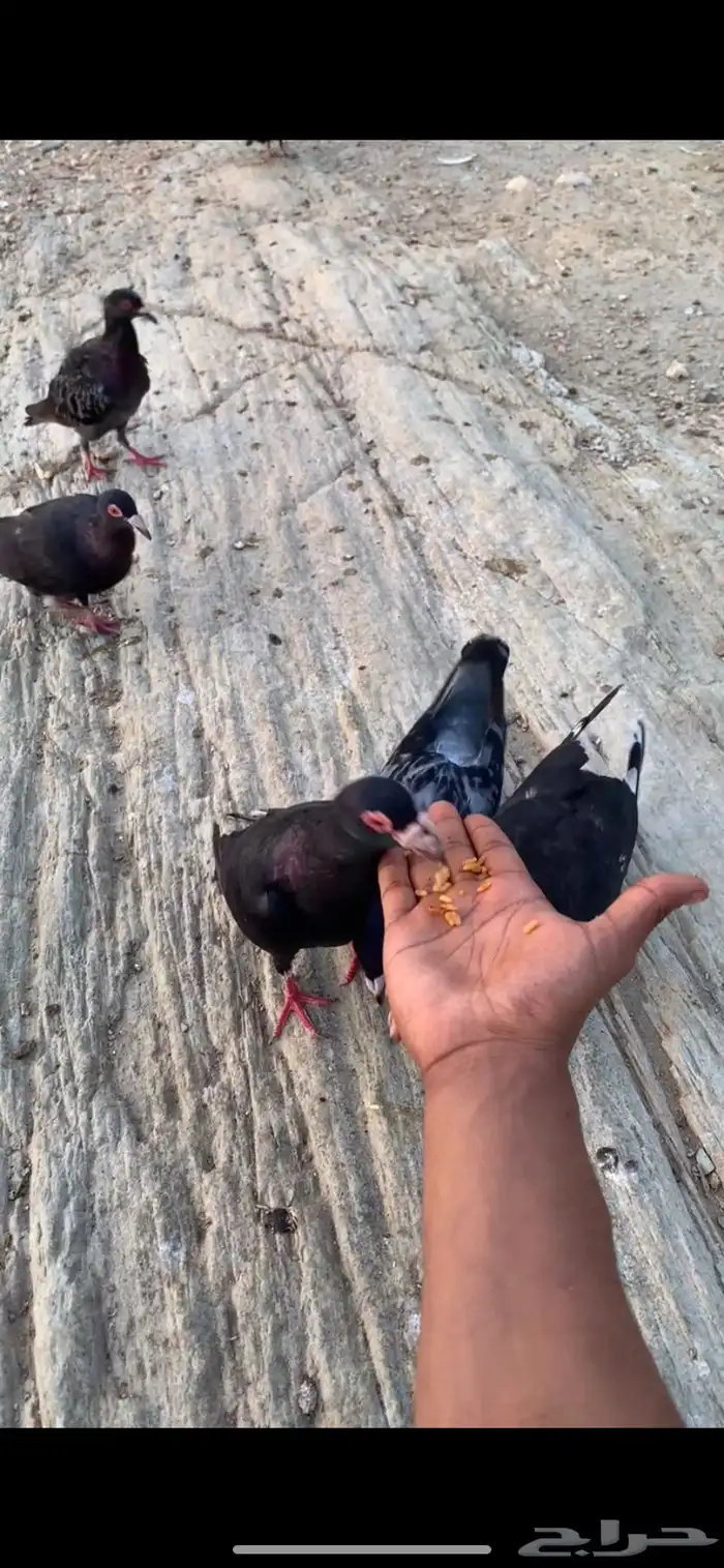 حمام يهودي 3