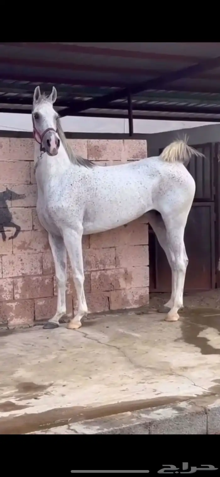 مهر شعبي مستقبل فاخر 4