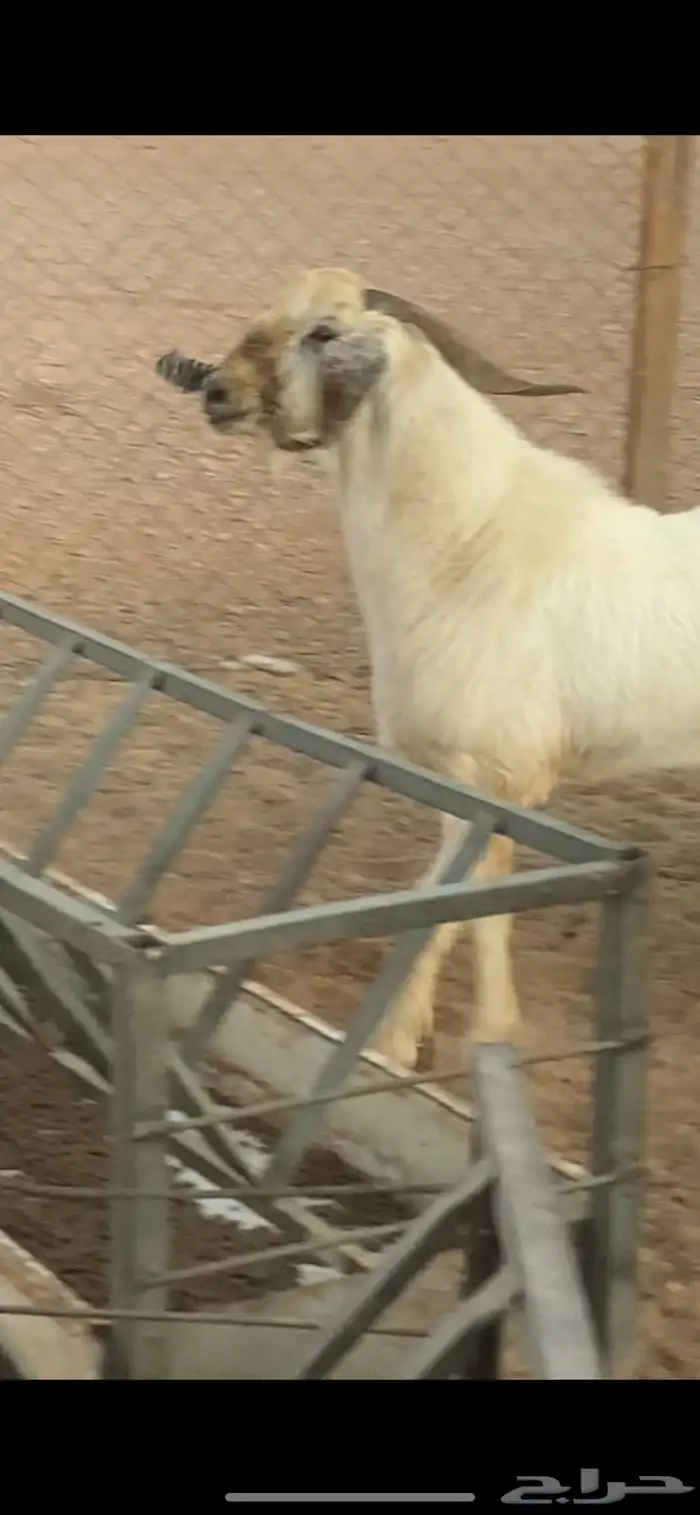 تيس فحل بيشي 3