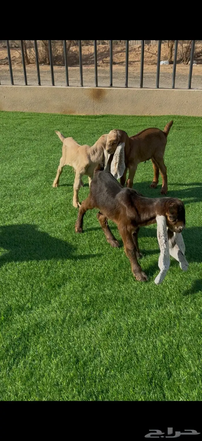 معزا عوارض مواليد ومتاويم صنف 6