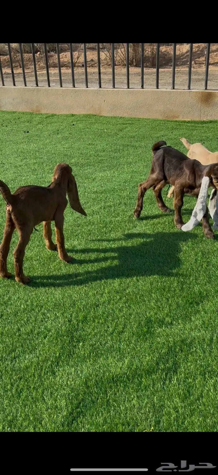 معزا عوارض مواليد ومتاويم صنف 5