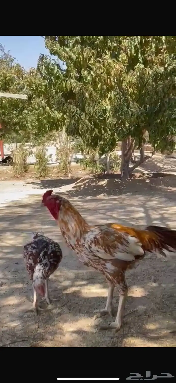 بيع دجاج باكستاني صغير وكبير الشرط الصحه والانتاج 0