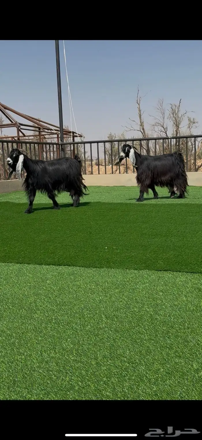 معزا عوارض مواليد ومتاويم صنف 3