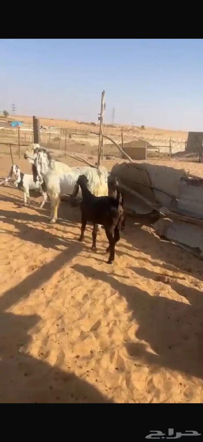 معزا للبيع العدد 6 0