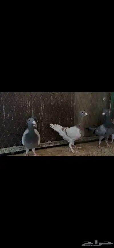 طبات جاهزات كنق وهومر مستويات طيبه index