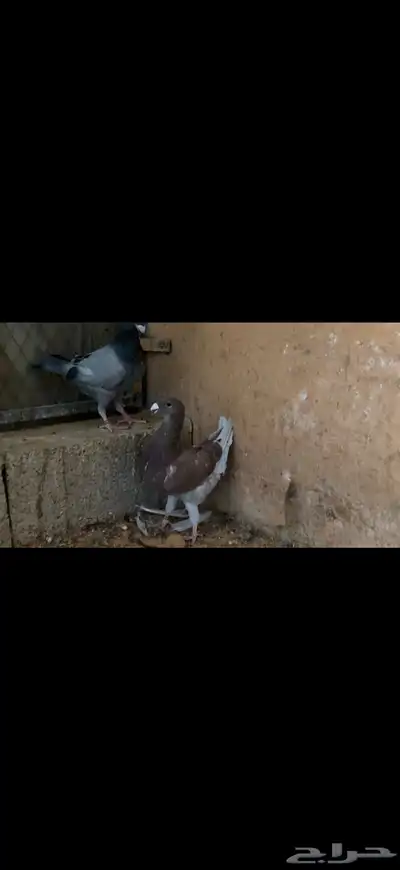 طبات جاهزات كنق وهومر مستويات طيبه index