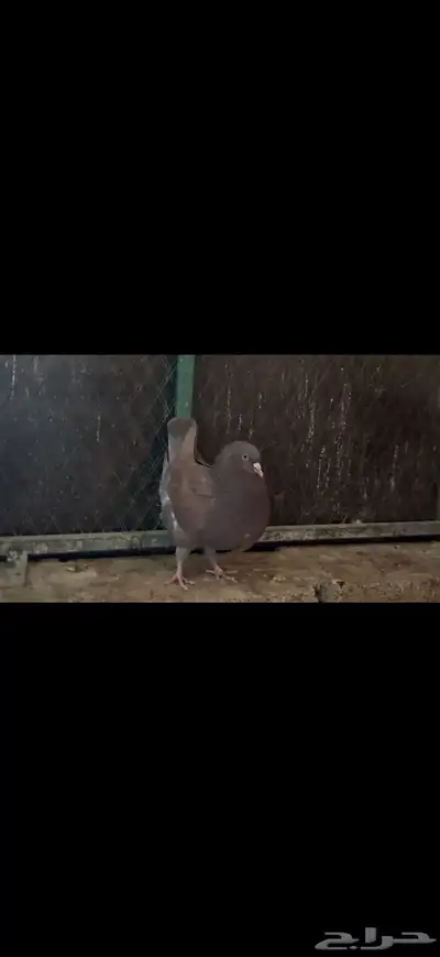 طبات جاهزات كنق وهومر مستويات طيبه index