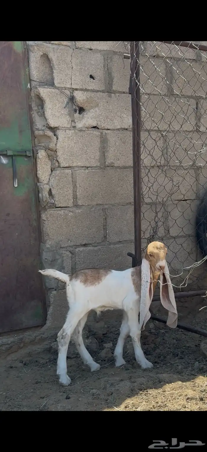 تيس حجازي _ هولندي 0