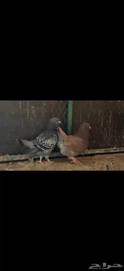 طبات جاهزات كنق وهومر مستويات طيبه index