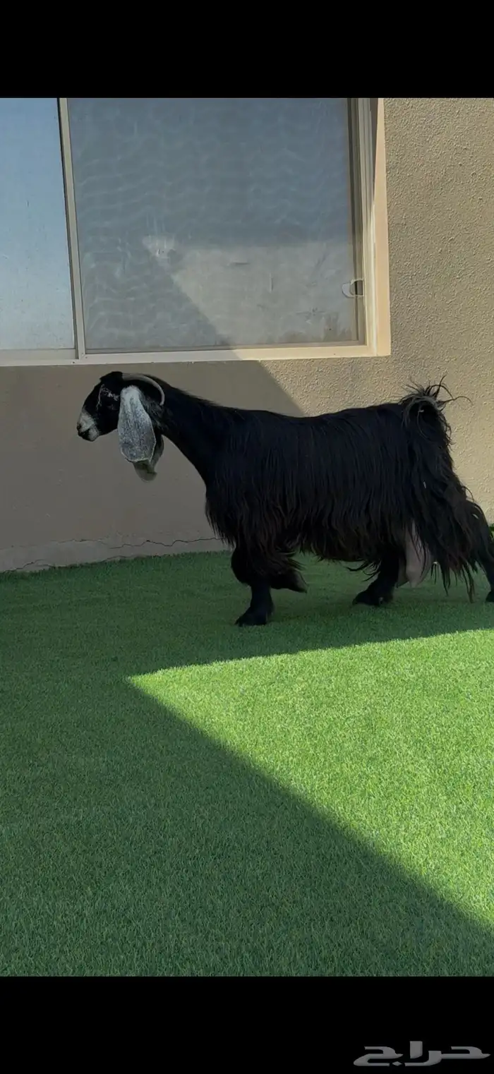 معزا عوارض مواليد ومتاويم صنف 1