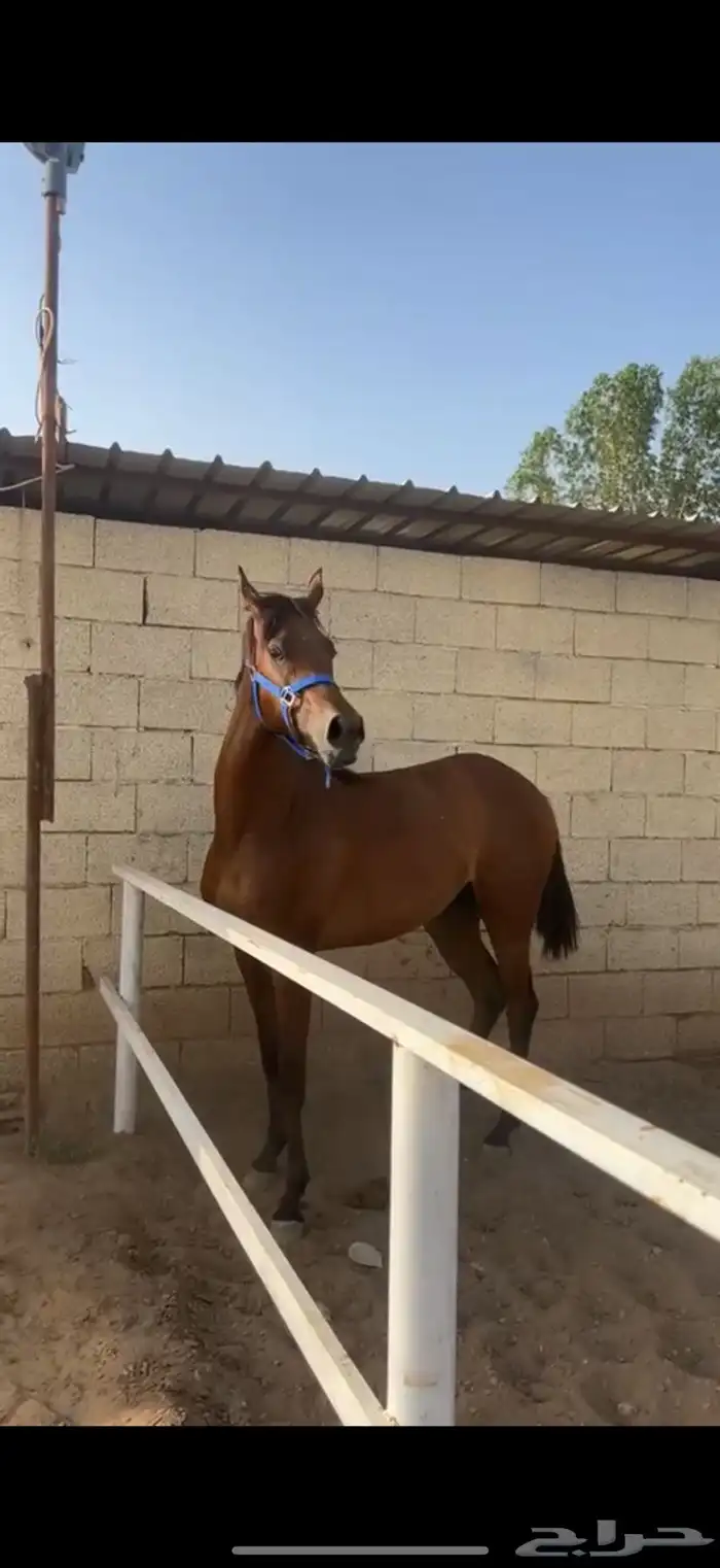 فرس شعبيه 0