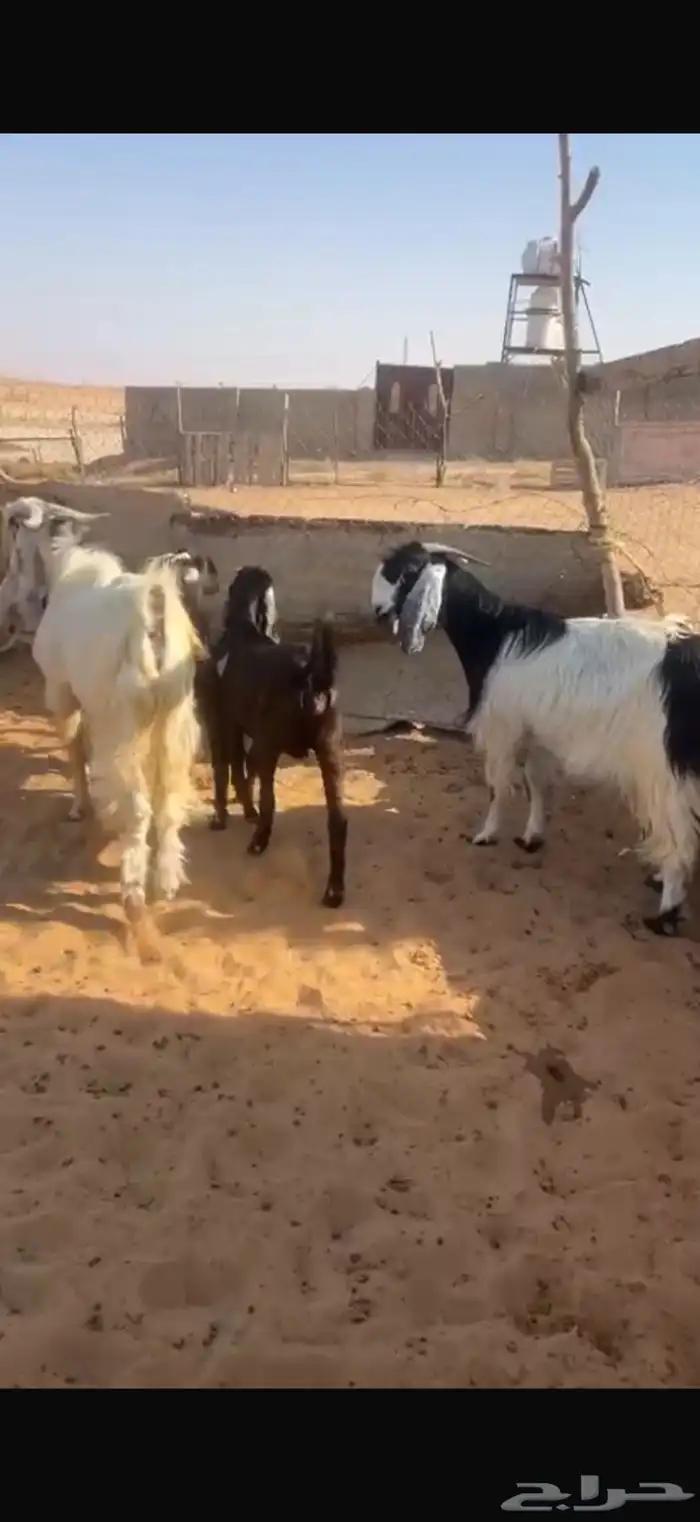 معزا للبيع العدد 6 1