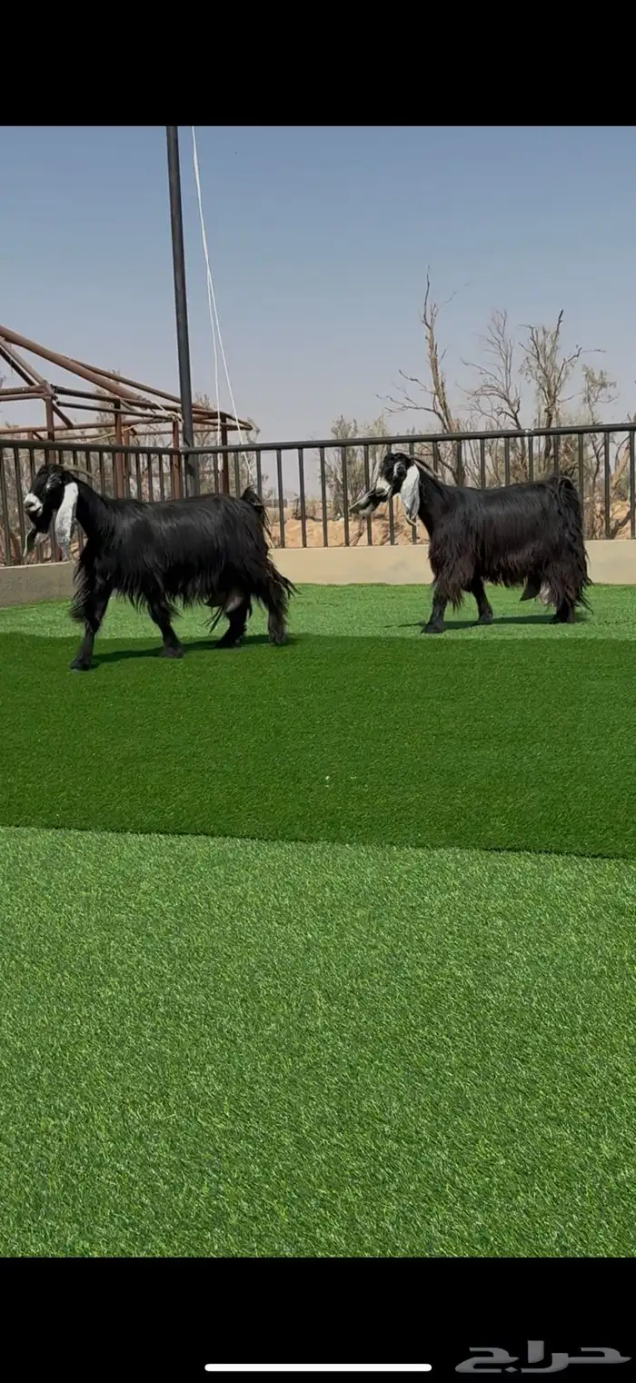 معزا عوارض مواليد ومتاويم صنف 4