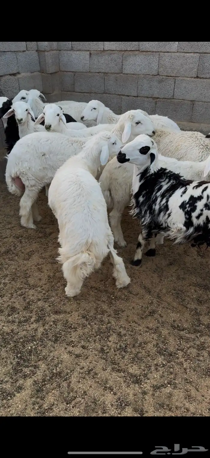 طليان 3