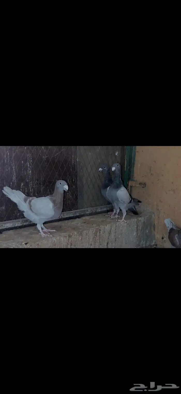 طبات جاهزات كنق وهومر مستويات طيبه 3