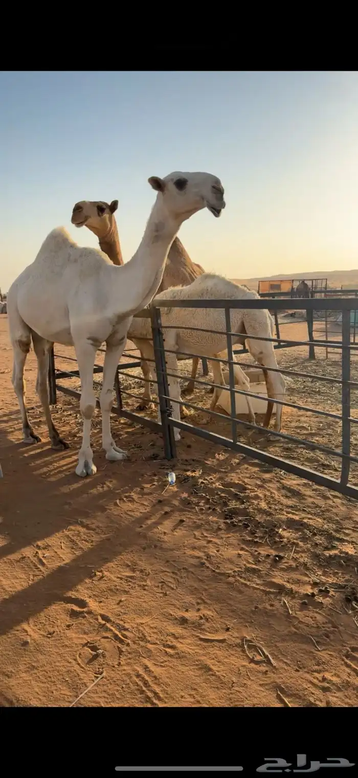 قعود حق طيب 2