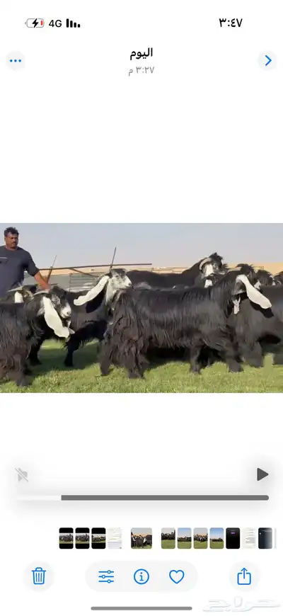 مراح عوارض صنف فاخره وسلعه نادره index