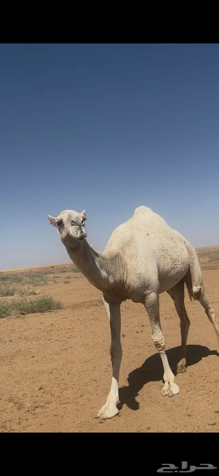 بكره باتليه للبيع تضريبه السنه الجايه 3