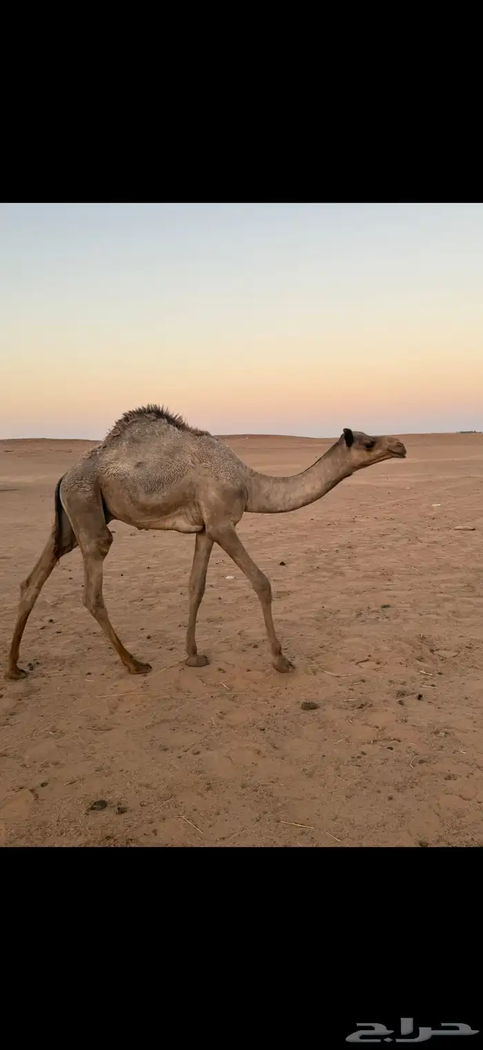 قعود مفرود للبيع 0