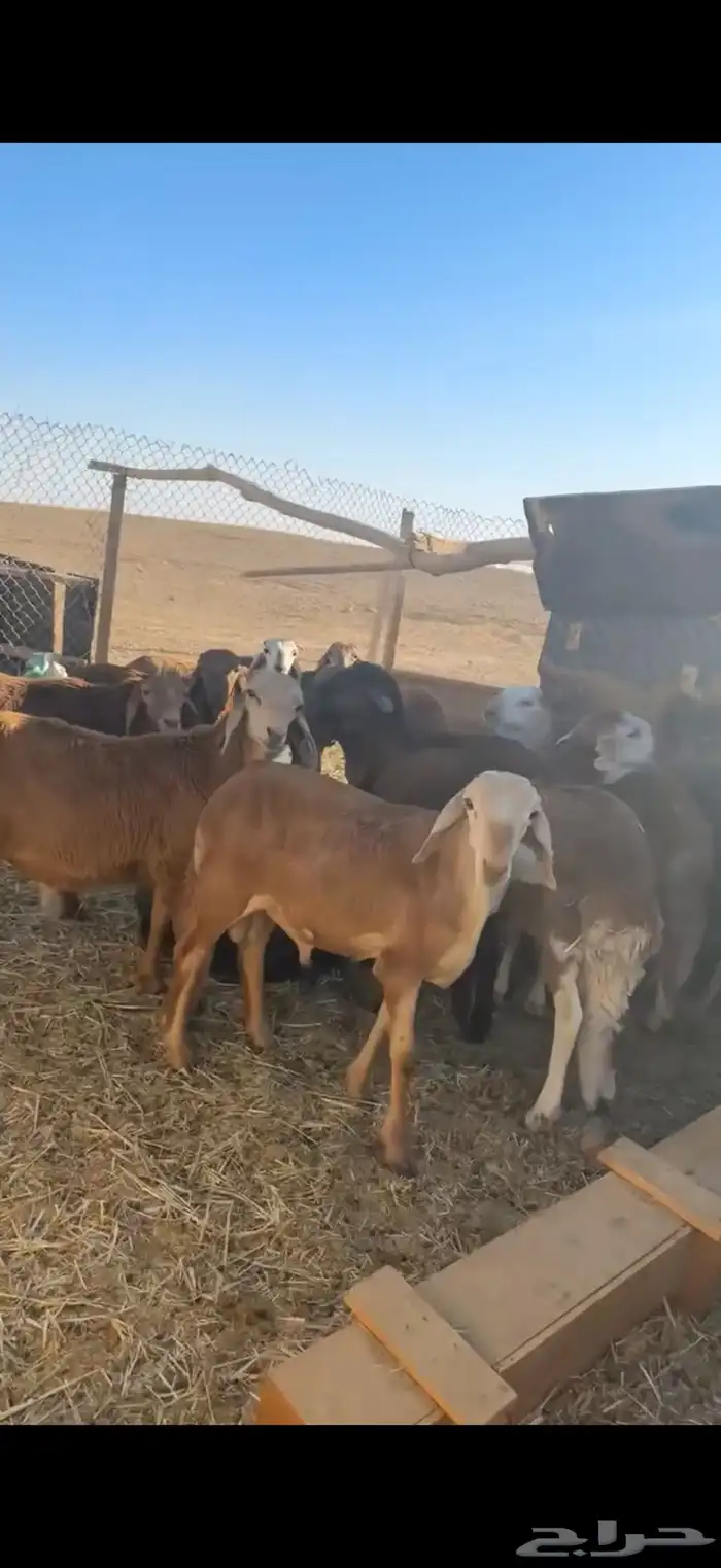 سواكن مرابى 1