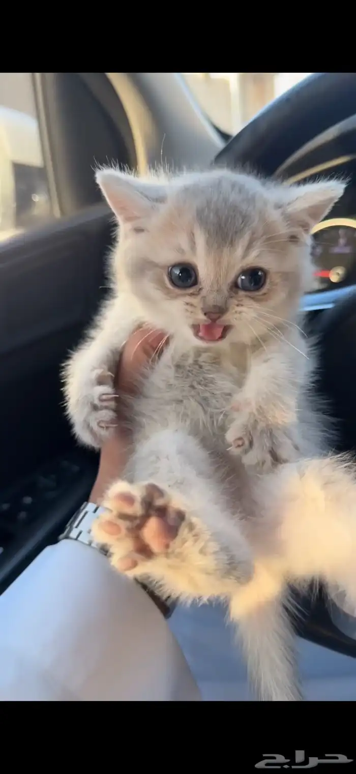 للبيع كيتن اسكوتش 1